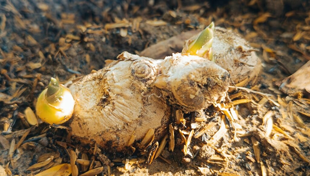 Reza mustafa evnmy9eb270